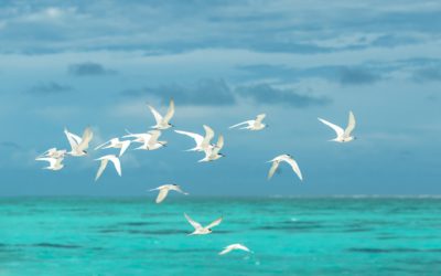 fliegen-meer-mowen-1268874